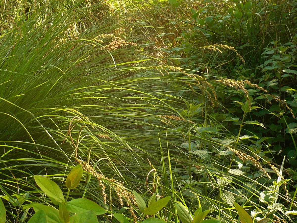 Carex paniculata subsp. lusitanica (Cyperaceae)
